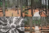 Hutan Pinus Mangunan