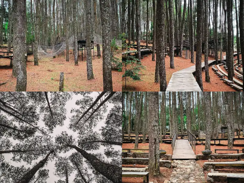 Hutan Pinus Mangunan